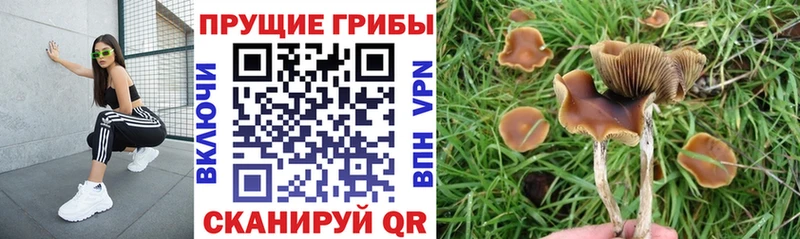 мега tor  цена наркотик  Свободный  Галлюциногенные грибы MAGIC MUSHROOMS 